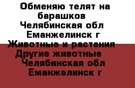 Обменяю телят на барашков - Челябинская обл., Еманжелинск г. Животные и растения » Другие животные   . Челябинская обл.,Еманжелинск г.